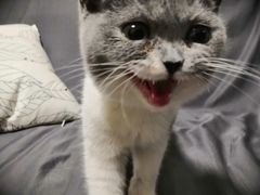 -猫宠乐园·专业洗护