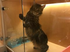 -Pets First伊珊娜洗护·精致美容·家庭式寄养(新会路店)