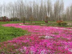 -溱湖国家湿地公园