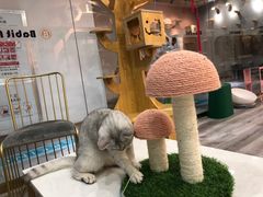 -BABIT巴比特宠物(MOMOPARK店)