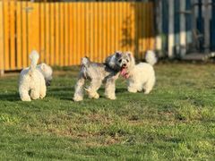 -趣玩宠物乐园寄养训犬训狗游泳池