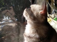 -more than meow吴止猫主题餐厅(承德 中船汇店)