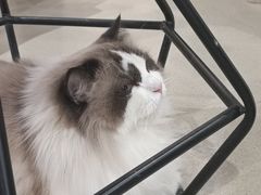 -藏猫猫咖啡主题馆(中央大道店)