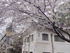-武汉大学-樱园