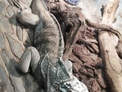 -上海大自然野生昆虫馆(东方明珠·爬宠昆虫探索中心)