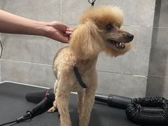 -宠颐生嘉德动物医院