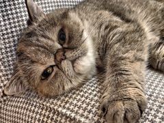 -滚猫咖啡·猫咖·猫友好撸猫(未来城店)