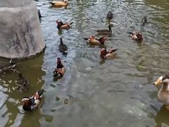 -栾川竹海野生动物园