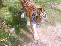 -泉州海丝野生动物世界