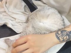 -momokira米努特·德文卷毛猫·棉花面纱犬