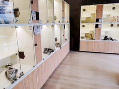 -70cat德文卷毛猫·缅因猫纯种猫舍