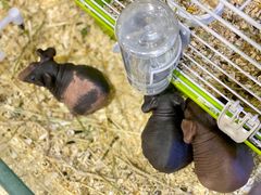 -酷以爬仙阁实体爬宠店·守宫·蜥蜴·专业繁育