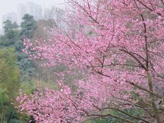 -重庆彩云湖湿地公园