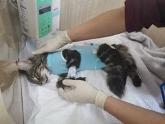 -北京观赏动物医院·24小时大型综合·猫专科·异宠专科