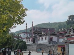 -塔尔寺-菩提树