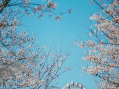 -顾村公园