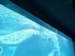 -海合安武汉极地海洋公园