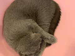 -三花喵·撸猫购宠·宠物生活馆(虹桥南丰城店)