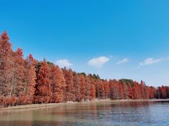 -上海海湾国家森林公园