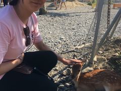 -鹿境梅花鹿生态园区