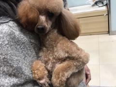 -宠福鑫康馨动物医院·骨科·眼科