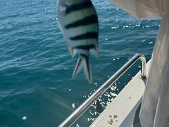 -小猫钓鱼海钓俱乐部(椰梦长廊店)