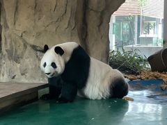 -成都动物园