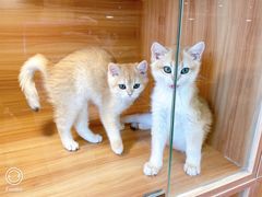 -猫十亿·布偶金渐层·曼基康矮脚猫舍(青年路店)