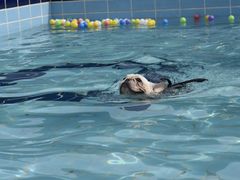 -趣玩宠物乐园寄养训犬训狗游泳池