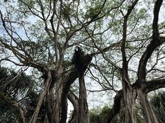 -瑞丽独树成林风景区