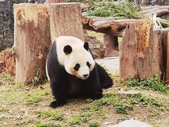 -都江堰中华大熊猫苑