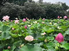 -黄兴公园