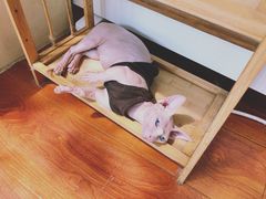 -猫小院猫主题咖啡厅(北锣店)