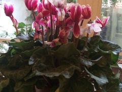 iphone_upload_pic-燕庭·纯燕窝·甜品下午茶(南京西路店)