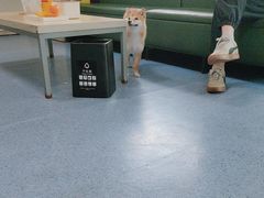 -顺强宠物诊所·狂犬免疫·夜诊·骨科(嘉定店)