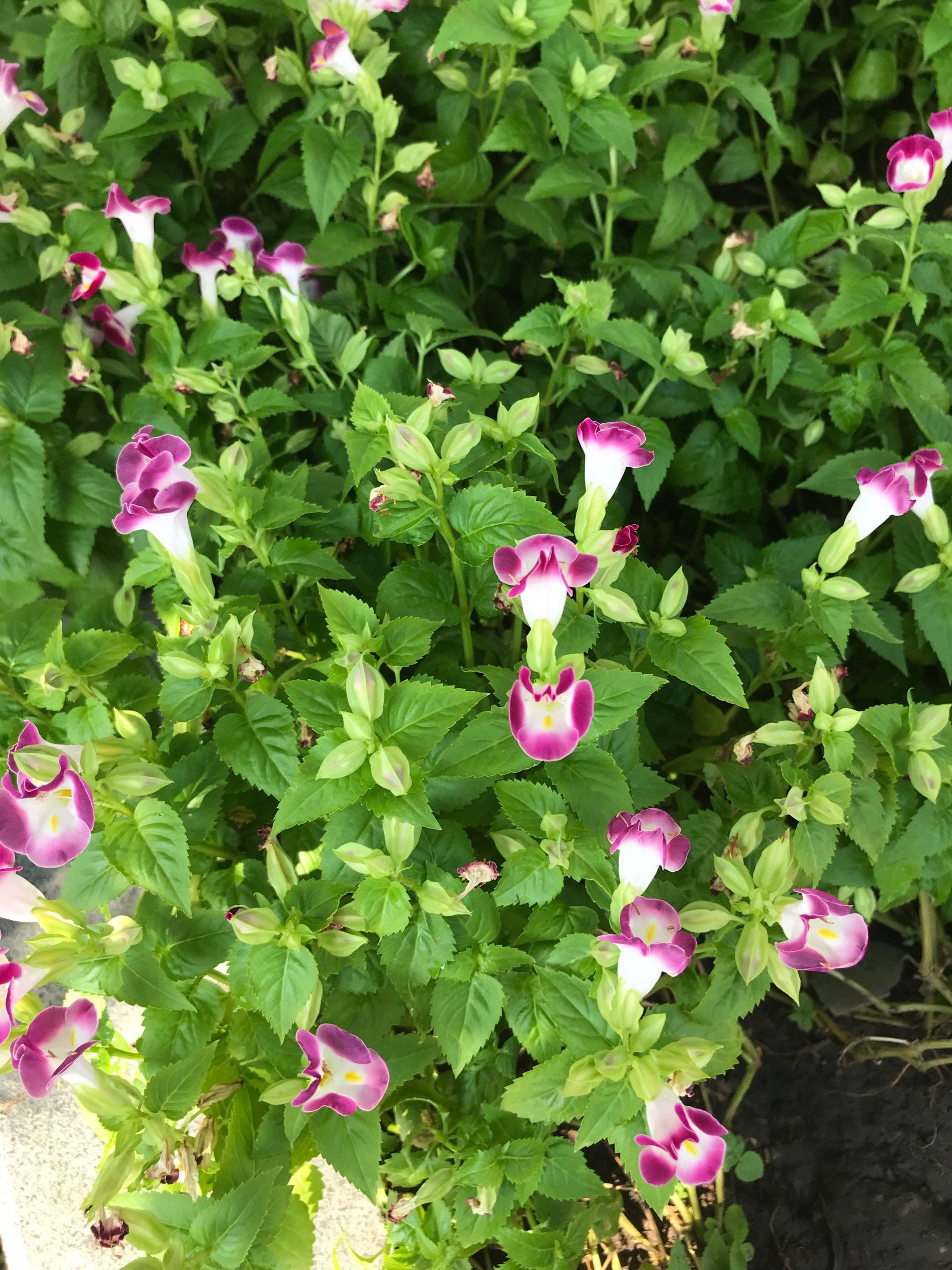 每天认识一种花