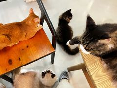 -豆逗聊愈猫阁Easy Life