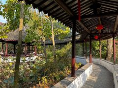 -上海醉白池公园