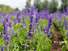 -富田农场