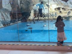 -帝企鹅自助餐厅•儿童岛•真企鹅(长隆企鹅酒店)