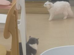 -喵宠乐园·撸猫互动·猫舍