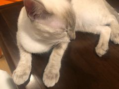 -Cappucimeow猫咪咖啡馆(韦伯时代店)