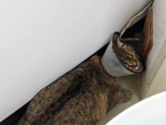 -宠颐生汉谟拉比宠物医院