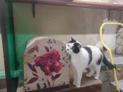 -猫咪博物馆(顶澳仔猫街店)