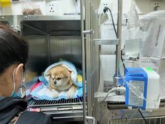 -爱贝特动物医院·猫口炎专科