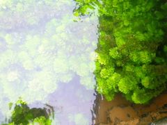 -靖西鹅泉风景区