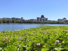 -莲花池公园