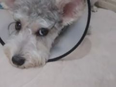 -芭比堂动物医院·犬猫全科·异宠专科(雁塔分院)