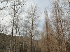 -白水寺森林公园