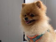 -东莞宠友24H宠物中心医院·转诊夜诊·异宠(新河北路院)